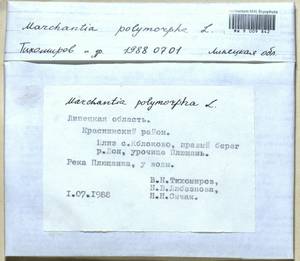 Marchantia polymorpha L., Гербарий мохообразных, Мхи - Центральное Черноземье (B10) (Россия)