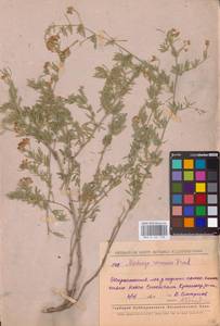 Люцерна серповидная L., Восточная Европа, Средневолжский район (E8) (Россия)