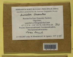 Anomodon thraustus Müll. Hal., Гербарий мохообразных, Мхи - Дальний Восток (без Чукотки и Камчатки) (B20) (Россия)