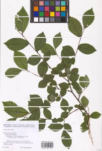 Вяз малый Mill., Восточная Европа, Центральный лесостепной район (E6) (Россия)