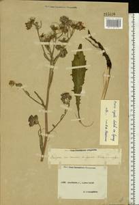 Picris hieracioides subsp. hieracioides, Восточная Европа, Средневолжский район (E8) (Россия)