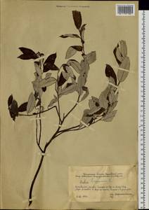 Ива лопарская L., Сибирь, Западная Сибирь (S1) (Россия)