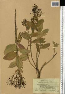 Клоповник крупковидный L., Восточная Европа, Московская область и Москва (E4a) (Россия)