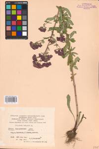 MHA 0 156 771, Душица обыкновенная L., Восточная Европа, Западно-Украинский район (E13) (Украина)