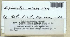 Lophocolea minor Nees, Гербарий мохообразных, Мхи - Западная Европа (BEu) (Германия)