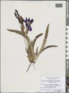 Ирис безлистный L., Восточная Европа, Центральный лесостепной район (E6) (Россия)