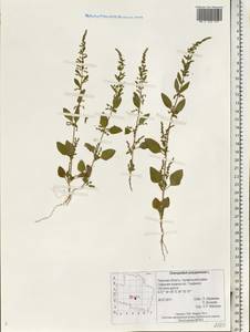 Lipandra polysperma (L.) S. Fuentes, Uotila & Borsch, Восточная Европа, Северо-Западный район (E2) (Россия)