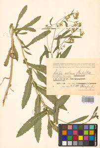 Жерушник австрийский (Crantz) Besser, Восточная Европа, Нижневолжский район (E9) (Россия)