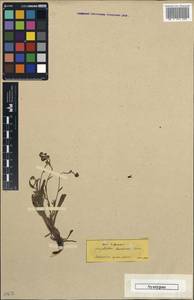 Paracaryum lithospermifolium subsp. cariense (Boiss.) R. R. Mill, Зарубежная Азия (ASIA) (Турция)