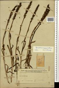 Кокушник длиннорогий (L.) R.Br., Кавказ, Азербайджан (K6) (Азербайджан)