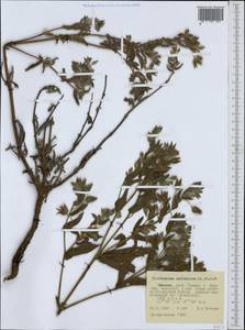 Trichodesma zeylanicum (Burm. fil.) R. Br., Африка (AFR) (Эфиопия)