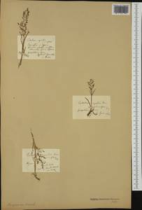 Поручейница водная, Поручейница водяная (L.) P.Beauv., Америка (AMER) (США)