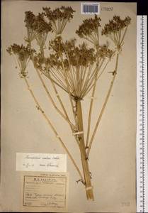 Реброплодник уральский Hoffm., Сибирь, Прибайкалье и Забайкалье (S4) (Россия)