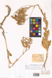 Вайда выемчатая Kar. & Kir., Зарубежная Азия (ASIA) (Турция)