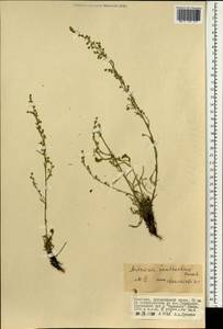 Полынь желтоцветная Krasch., Монголия (MONG) (Монголия)