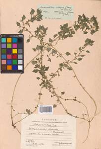 Amaranthus crispus (Lesp. & Thévenau) N. Terracc., Восточная Европа, Западно-Украинский район (E13) (Украина)