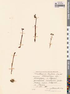 Ладьян трехнадрезанный Châtel., Сибирь, Чукотка и Камчатка (S7) (Россия)