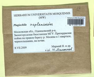 Plagiochila asplenioides (L.) Dumort., Гербарий мохообразных, Мхи - Москва и Московская область (B6a) (Россия)