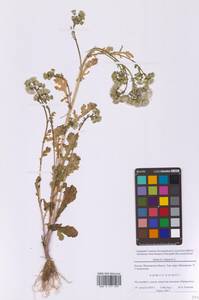 Крестовник обыкновенный L., Восточная Европа, Московская область и Москва (E4a) (Россия)