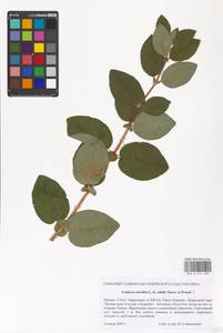 Жимолость голубая L., Восточная Европа, Московская область и Москва (E4a) (Россия)