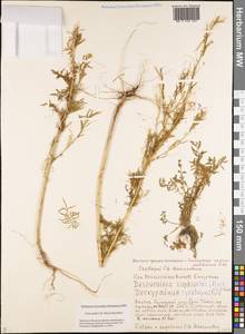 Декурения софиевидная (Fisch. ex Hook.) O.E.Schulz, Сибирь, Якутия (S5) (Россия)