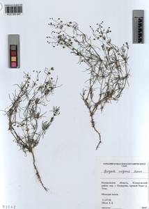 KUZ 003 947, Spergula arvensis subsp. arvensis, Сибирь, Алтай и Саяны (S2) (Россия)