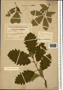 Quercus petraea subsp. polycarpa (Schur) Soó, Кавказ, Азербайджан (K6) (Азербайджан)