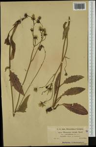 Hieracium levicaule subsp. percissiforme Benz & Zahn, Западная Европа (EUR) (Австрия)