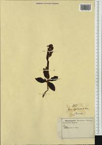 Himantoglossum robertianum (Loisel.) P.Delforge, Западная Европа (EUR) (Италия)