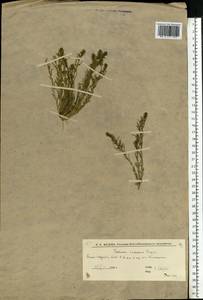 Ленец ветвистый Hayne, Восточная Европа, Нижневолжский район (E9) (Россия)