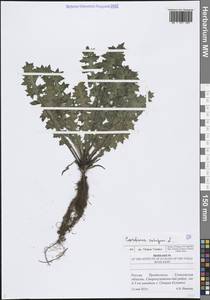 Чертополох курчавый L., Восточная Европа, Средневолжский район (E8) (Россия)