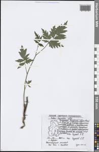 Rubus laciniatus Willd., Восточная Европа, Волжско-Камский район (E7) (Россия)
