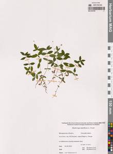 Мерингия бокоцветковая (L.) Fenzl, Сибирь, Чукотка и Камчатка (S7) (Россия)