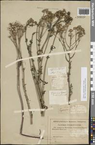 Якобея обыкновенная, Восточная Европа, Нижневолжский район (E9) (Россия)