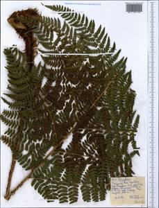 Щитовник, Африка (AFR) (Эфиопия)