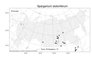 Sparganium stoloniferum, Ежеголовник побегоносный (Buch.-Ham. ex Graebn.) Buch.-Ham. ex Juz., Атлас флоры России (FLORUS) (Россия)