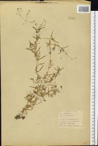 Звездчатка злаковая, Звездчатка злаковидная L., Восточная Европа, Белоруссия (E3a) (Белоруссия)