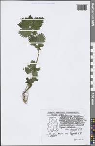 Крапива жгучая L., Восточная Европа, Волжско-Камский район (E7) (Россия)