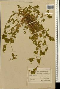 Люцерна хмелевидная L., Кавказ, Азербайджан (K6) (Азербайджан)