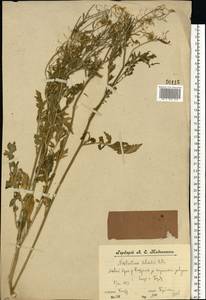 Жерушник лесной (L.) Besser, Восточная Европа, Центральный лесной район (E5) (Россия)