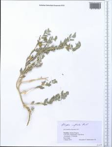 Atriplex lindleyi subsp. inflata (F. Muell.) Paul G. Wilson, Африка (AFR) (Намибия)