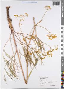 Ферула татарская Fisch. ex Spreng., Восточная Европа, Ростовская область (E12a) (Россия)