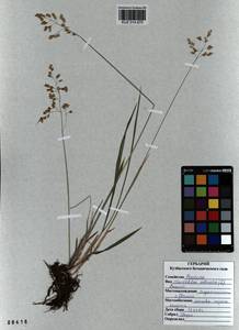 Anthoxanthum nitens (Weber) Y.Schouten & Veldkamp, Сибирь, Алтай и Саяны (S2) (Россия)