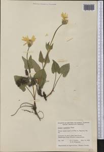 Arnica cordifolia Hook., Америка (AMER) (Канада)