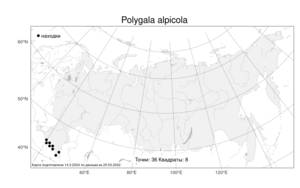 Polygala alpicola, Истод альпийский Rupr., Атлас флоры России (FLORUS) (Россия)