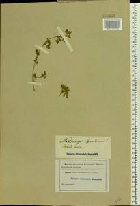 Medicago sativa subsp. glomerata (Balb.) Rouy, Восточная Европа, Южно-Украинский район (E12) (Украина)