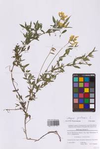 Чина луговая L., Восточная Европа, Московская область и Москва (E4a) (Россия)