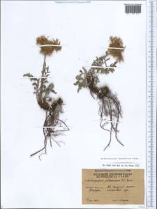 Псефеллюс кавказский (Sosn.) Greuter, Кавказ, Армения (K5) (Армения)