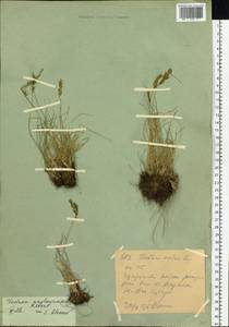 Овсяница Крылова Reverd., Сибирь, Западный (Казахстанский) Алтай (S2a) (Казахстан)