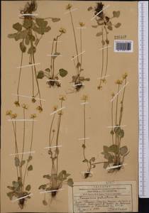 Белозор болотный L., Средняя Азия и Казахстан, Западный Тянь-Шань и Каратау (M3) (Казахстан)